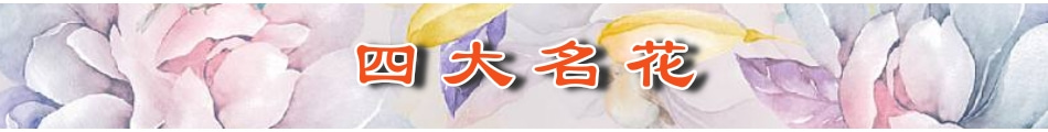 四大名花.jpg