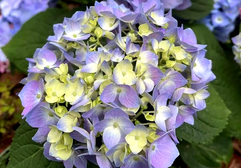 绣球花.jpg