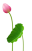 荷花-02.png